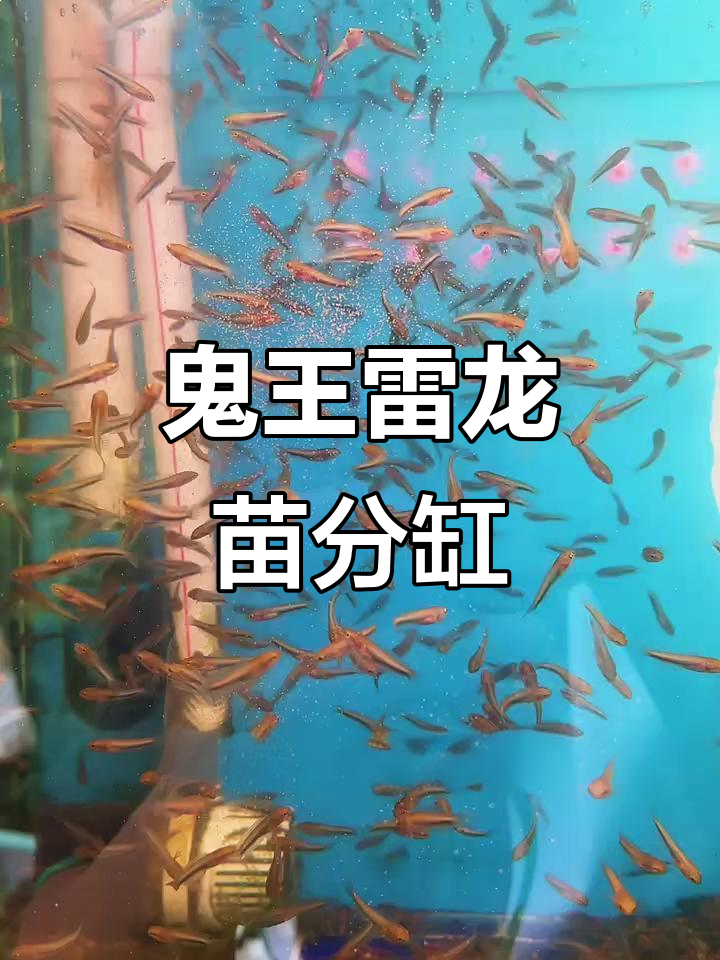 鬼王雷龙苗分缸记:种鱼捞出来,母鱼肚子大得惊人