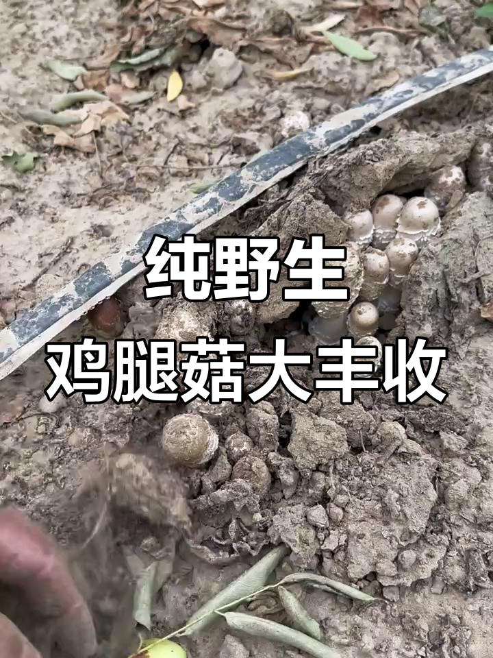枣园里的鸡腿菇,捡不完的野生美味