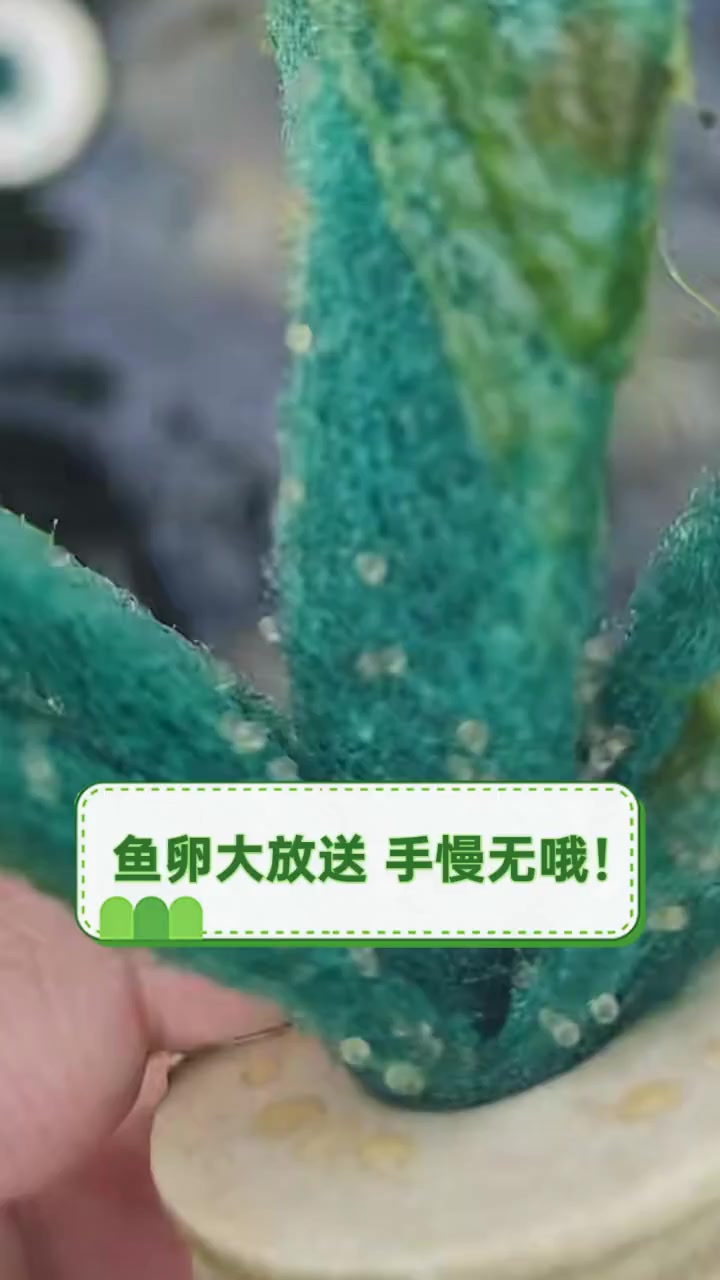 鱼卵大放送,手慢无哦!