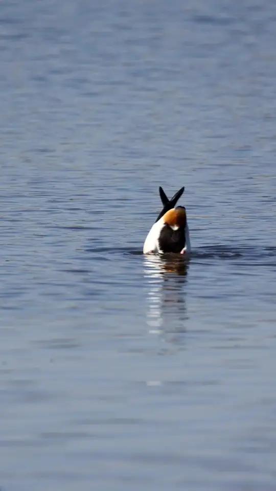家乡那条弯弯的小河里,总能看到翘鼻麻鸭、赤颈鸭和反嘴鹬欢快嬉戏的身影,它们低头觅食的模样让