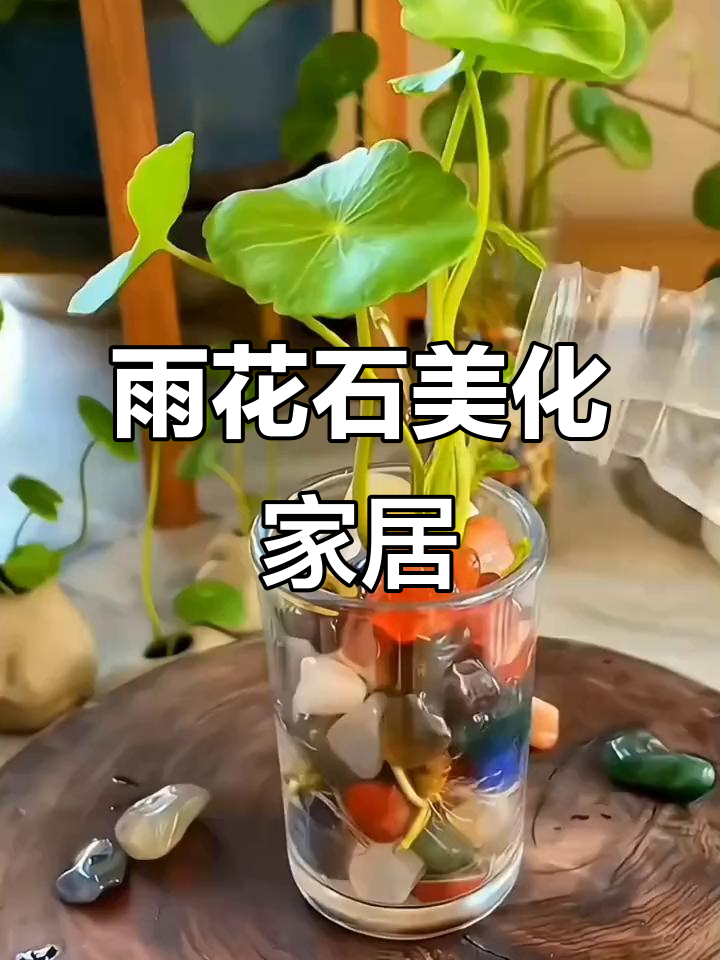 鱼缸盆栽里放上雨花石,晶莹剔透超美观