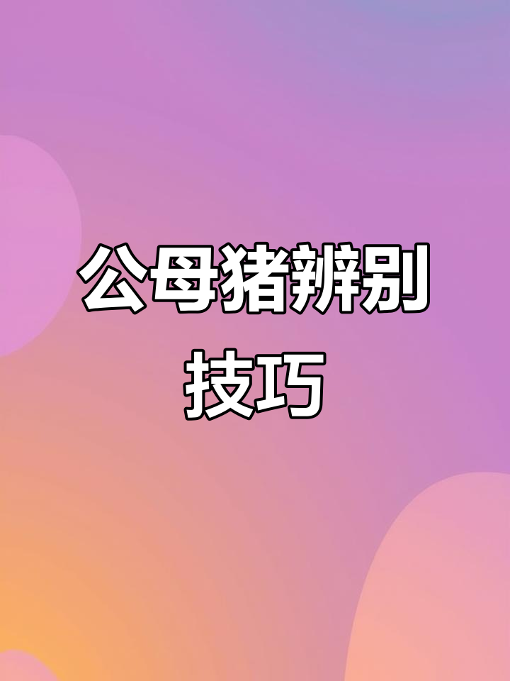 如何分辨公猪肉与正常肉,前脚肉的秘密大揭秘