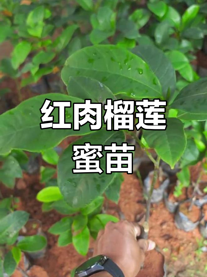 榴莲蜜树苗介绍:大叶黄与红肉品种