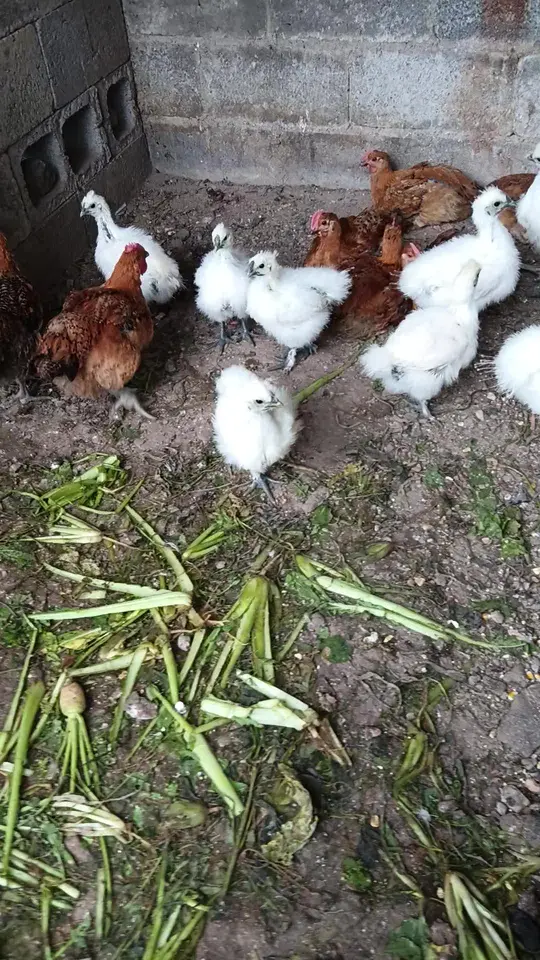 我养的白乌鸡小公鸡和黑鸡超漂亮，给生活添乐趣！