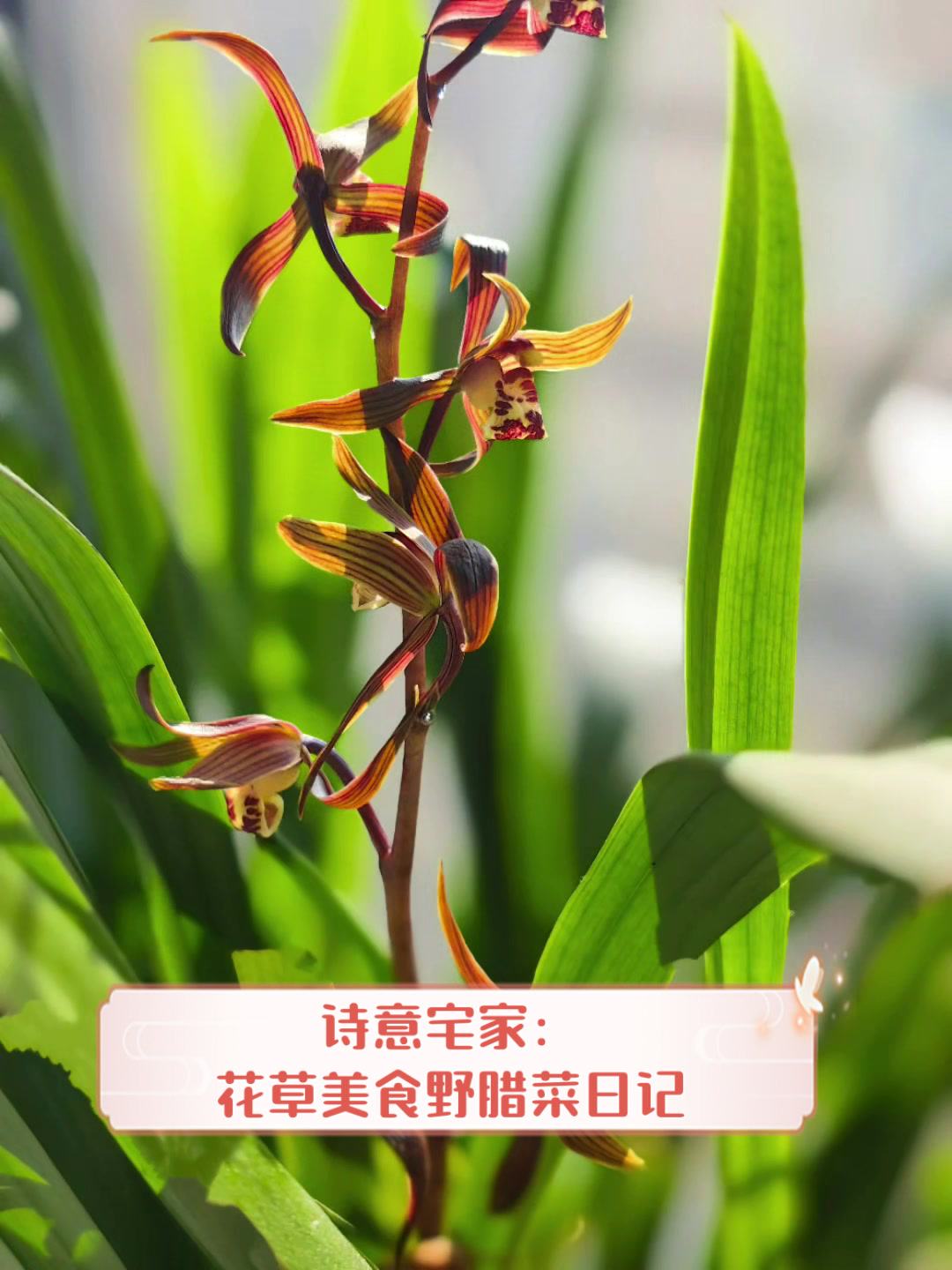 诗意宅家:花草美食野腊菜日记