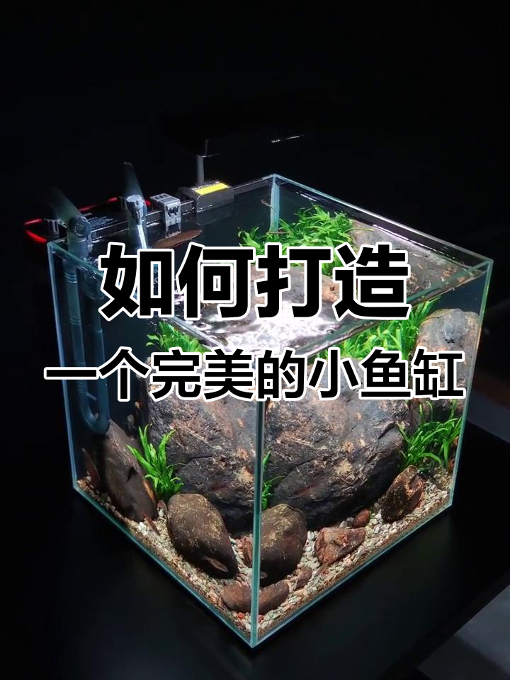 30小方缸开缸全攻略,超白缸搭配必备设备