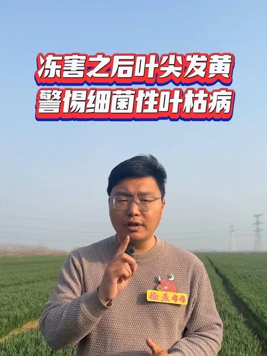 冻害之后夜间发黄,警惕细菌性叶枯病