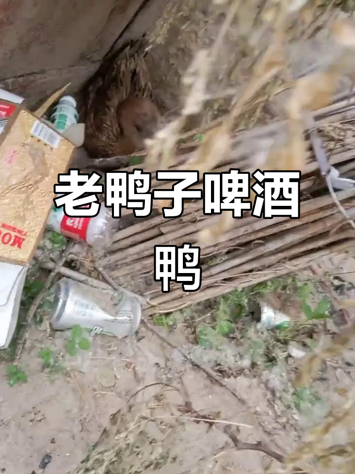 4年老鸭做啤酒鸭,香料与辣椒的完美结合