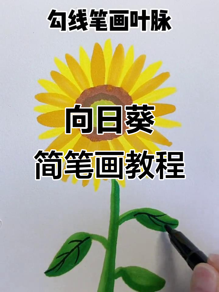 轻松画出可爱向日葵,步骤简单又有趣