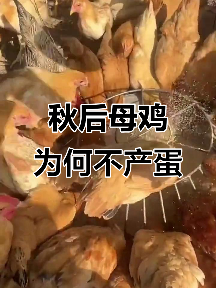秋季母鸡不下蛋?这些原因你得知道