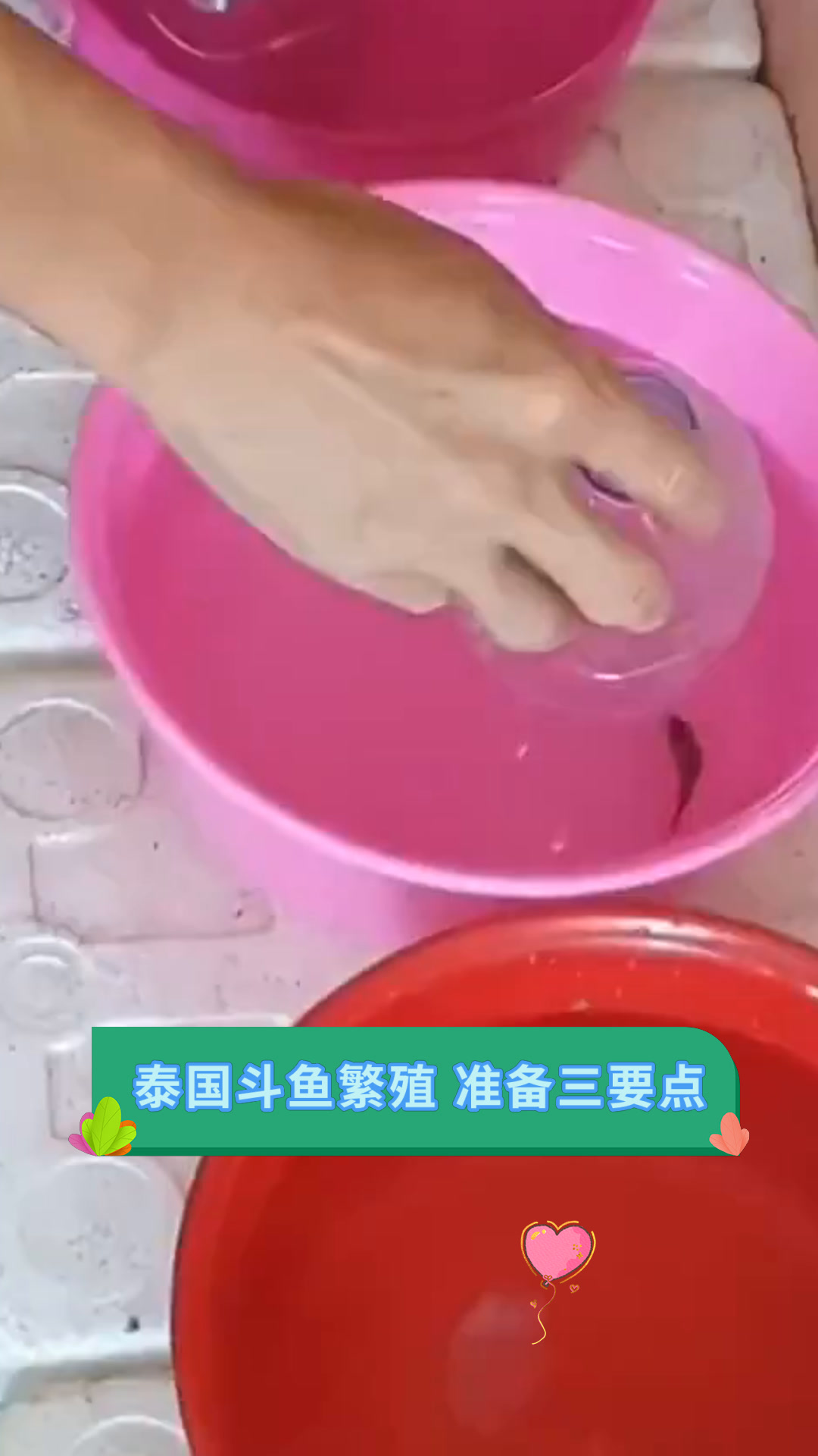 泰国斗鱼繁殖 准备三要点