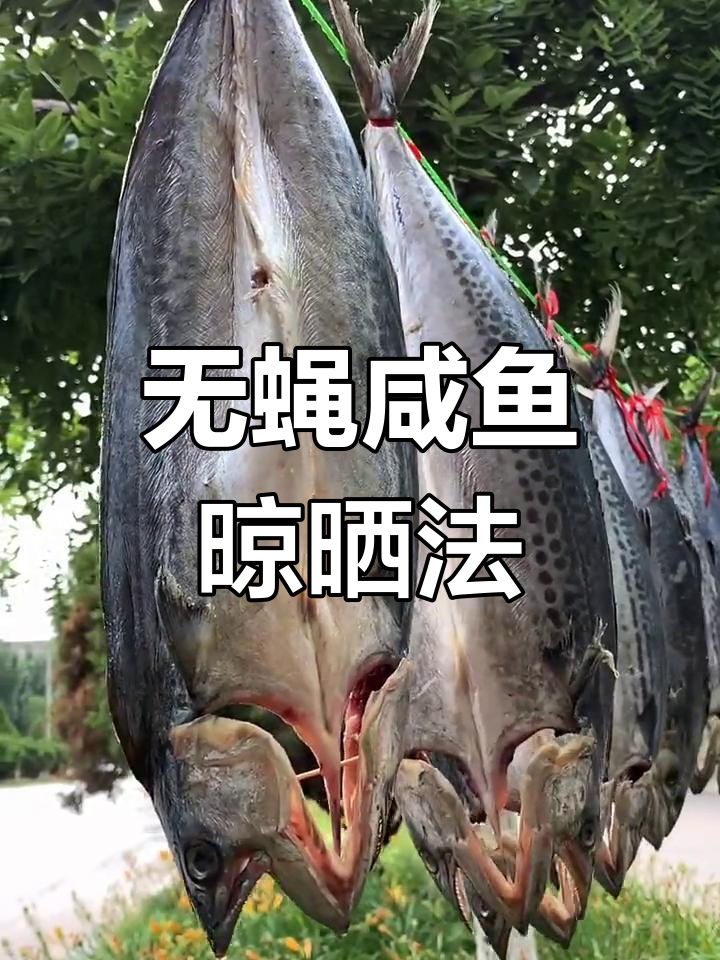 咸鱼晾晒技巧大揭秘,如何避免苍蝇骚扰
