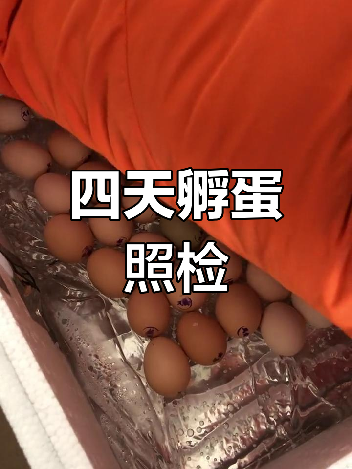 孵化四天,检查受精情况与绿壳黑凤乌鸡的成长