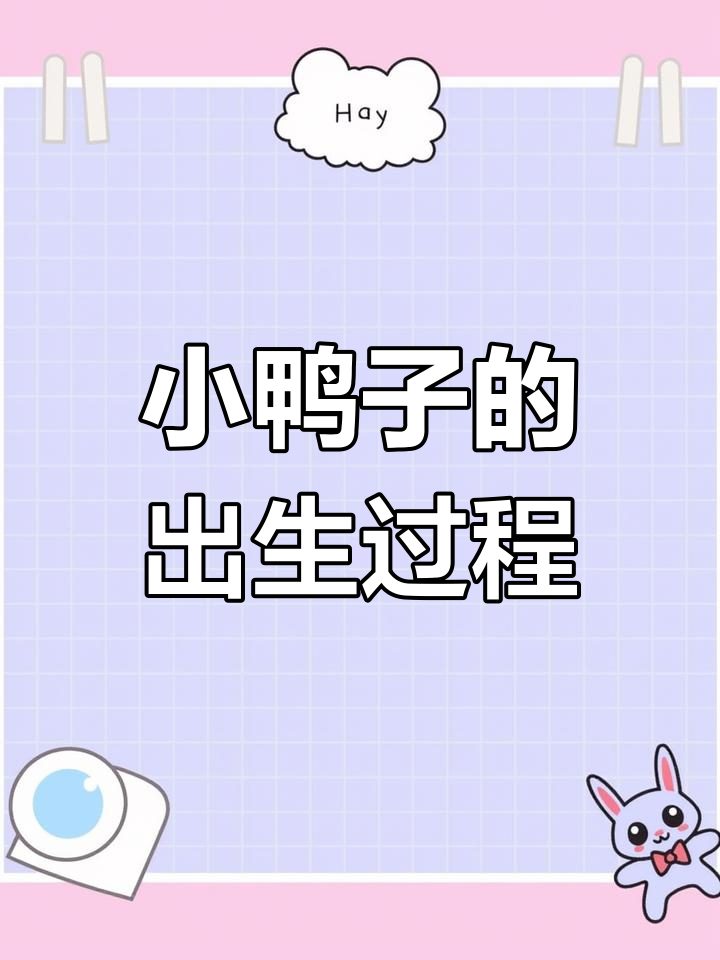 柯尔鸭孵化全过程:25天破壳,超萌小鸭子诞生