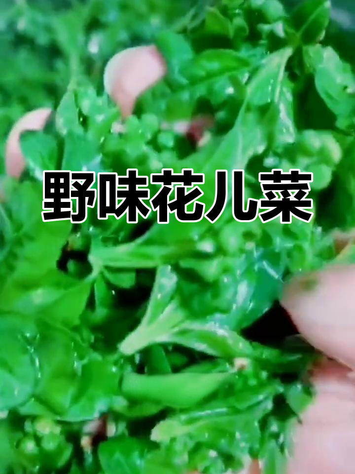 花儿菜,野生珍品,独特风味,饭店必备的特色菜肴