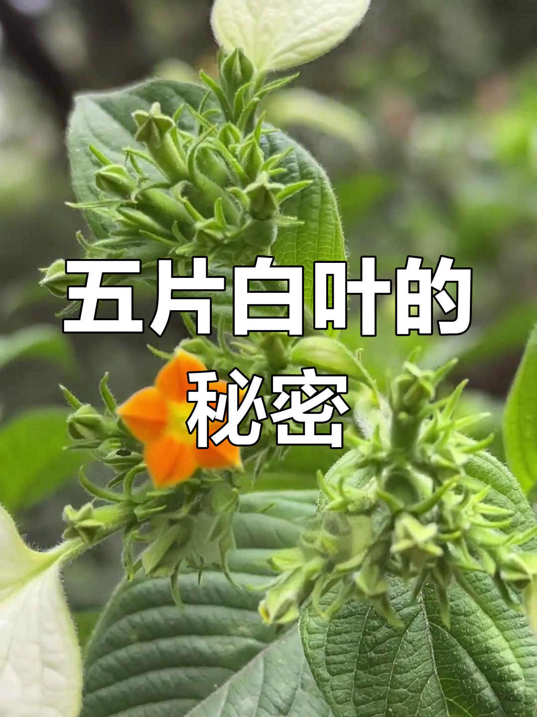 玉叶金花:五片白叶难得一见,竟是这种植物的特征