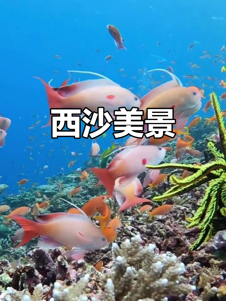 西沙群岛，五彩鱼群舞动海底，美得令人陶醉
