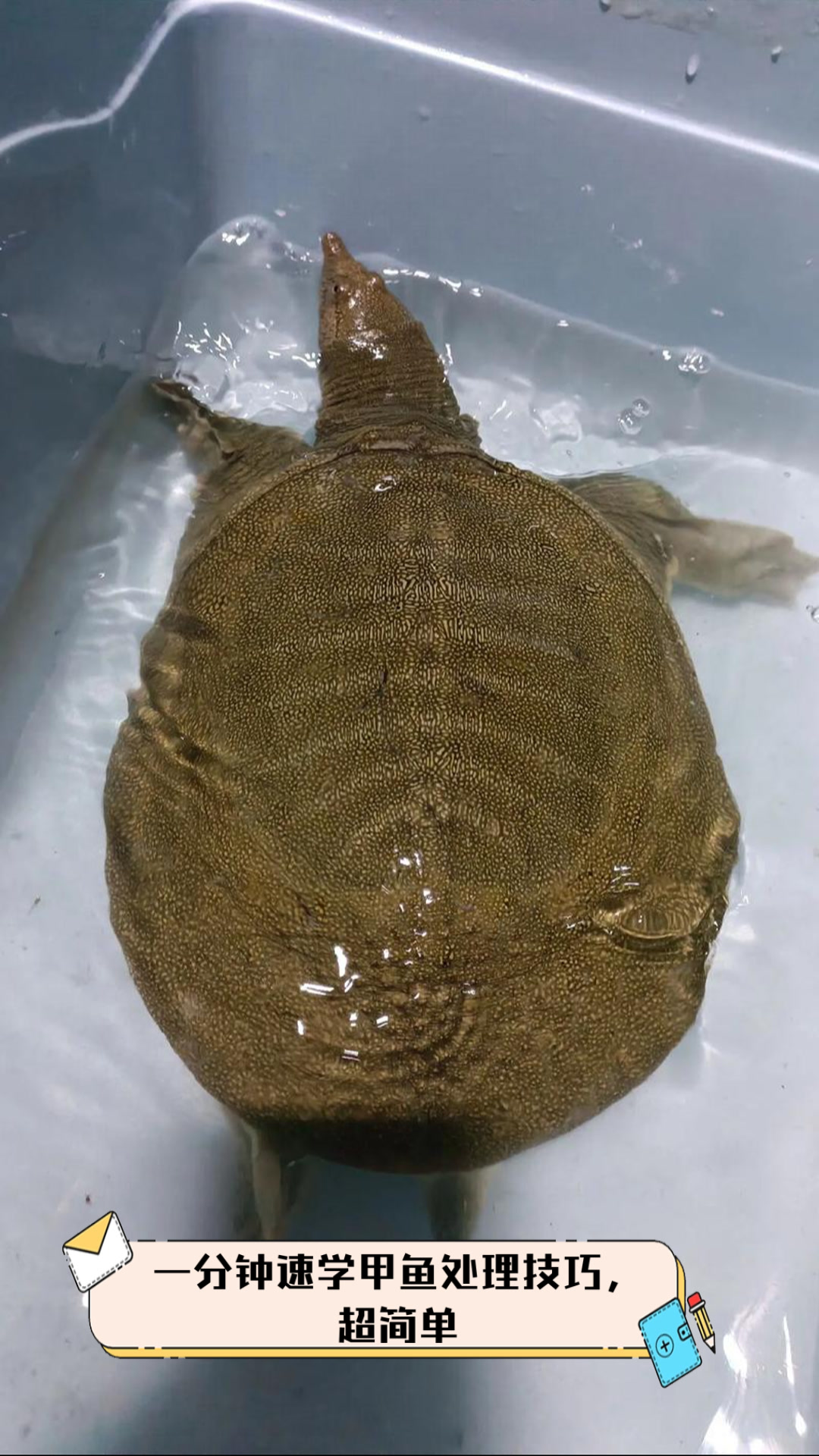 一分钟速学甲鱼处理技巧,超简单