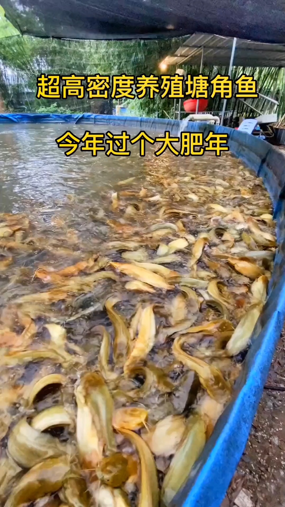 超高密度养殖塘角鱼!