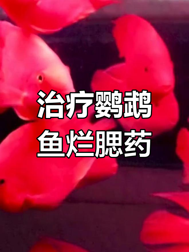 鹦鹉鱼烂鳃病治疗药物选择与注意事项
