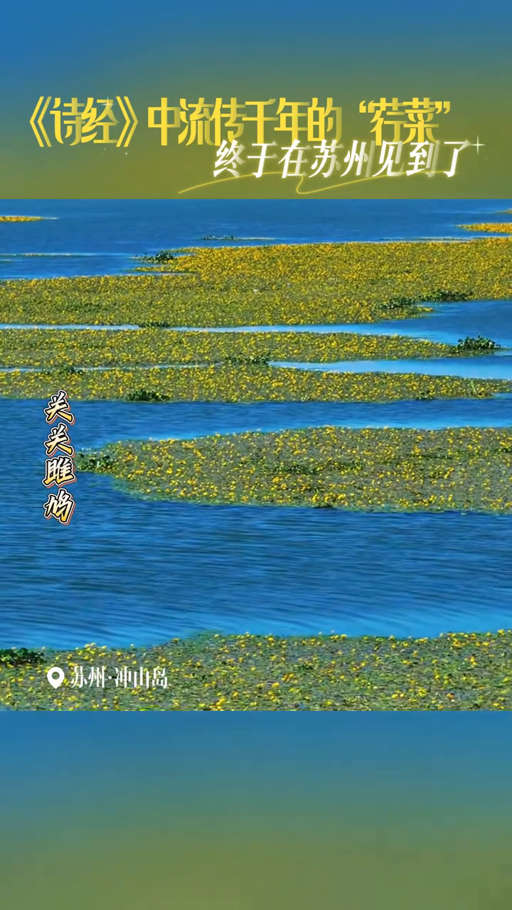 《诗经》里的荇菜在太湖大片盛放！