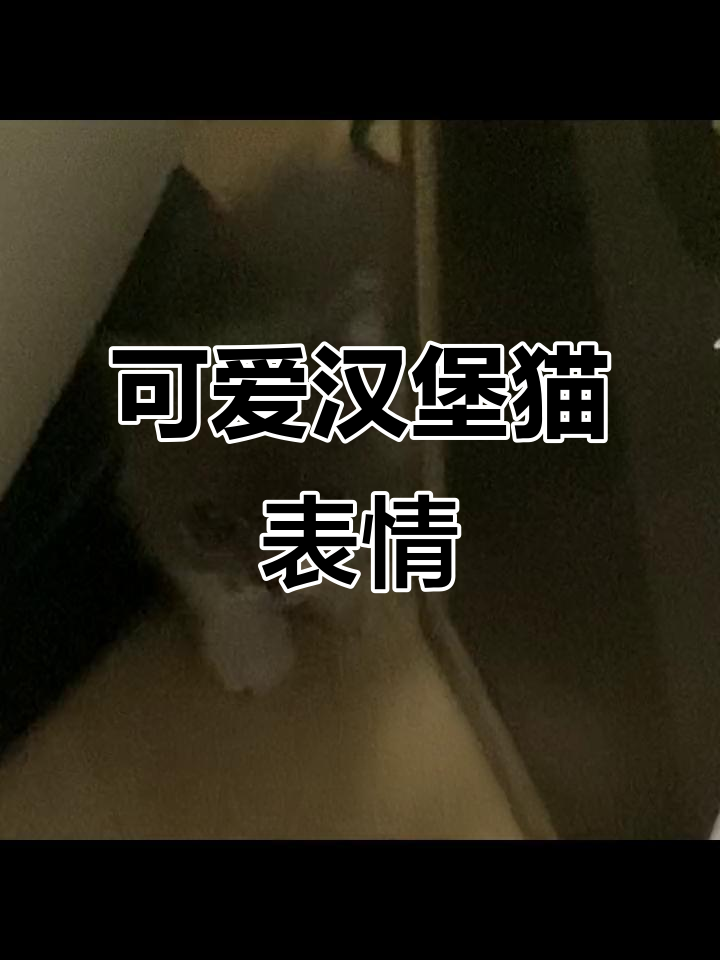 汉堡小猫表情包,萌态十足