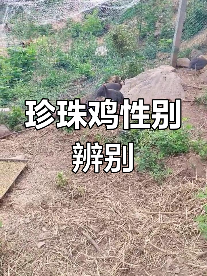 如何分辨珍珠鸡的公母