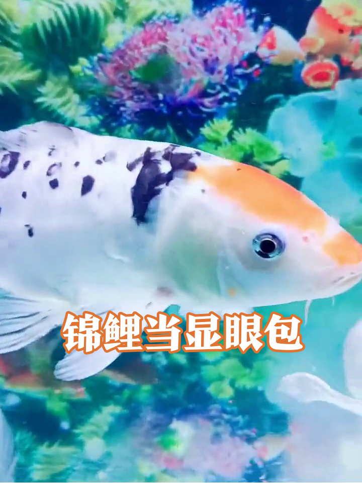 鱼界显眼包上线!三色锦鲤追着小白鱼贴贴,鱼缸秒变相亲现场