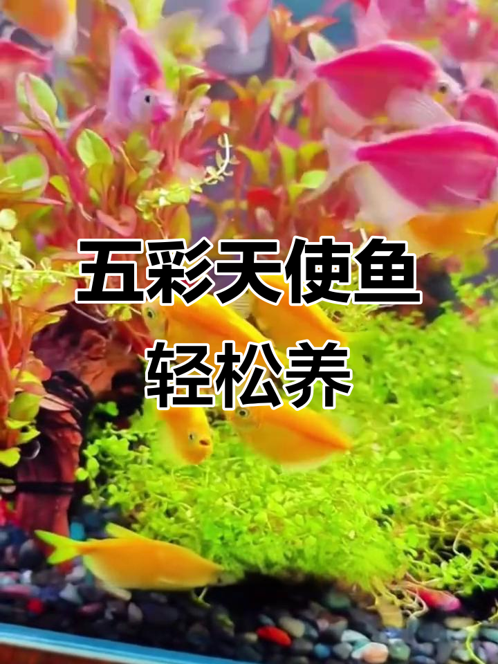 天使鱼:五彩斑斓又好养,适合新手入门