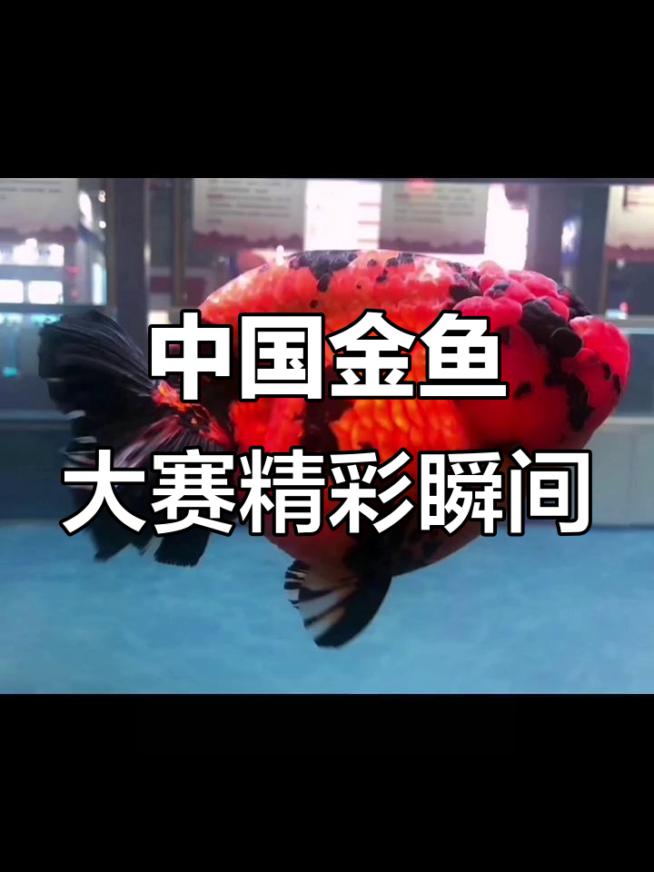 2022中国金鱼大赛:虎纹兰寿组激烈竞争,冠军鱼霸气十足