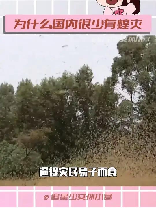 曾经每三年就肆虐一次中国的蝗灾,如今已鲜少出现,这背后,是马世骏院士用一生书写的传奇