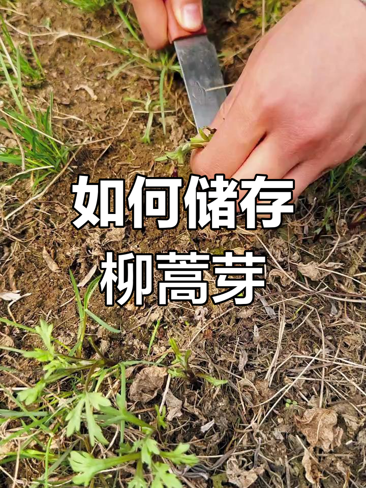 柳蒿芽冷冻技巧,冬天也能吃到新鲜嫩绿