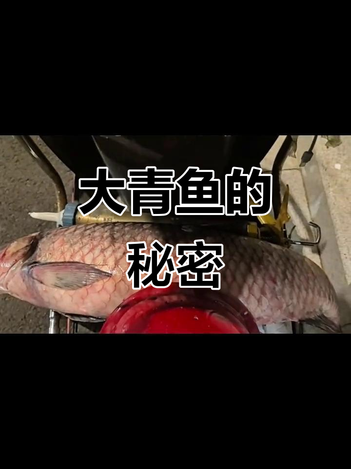 野生大青鱼,鱼肉鲜美无比!听说还有稀世珍宝藏在里面