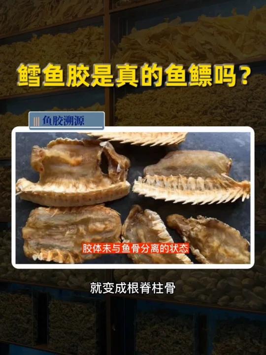 吃了好多鳕鱼胶也不知道!