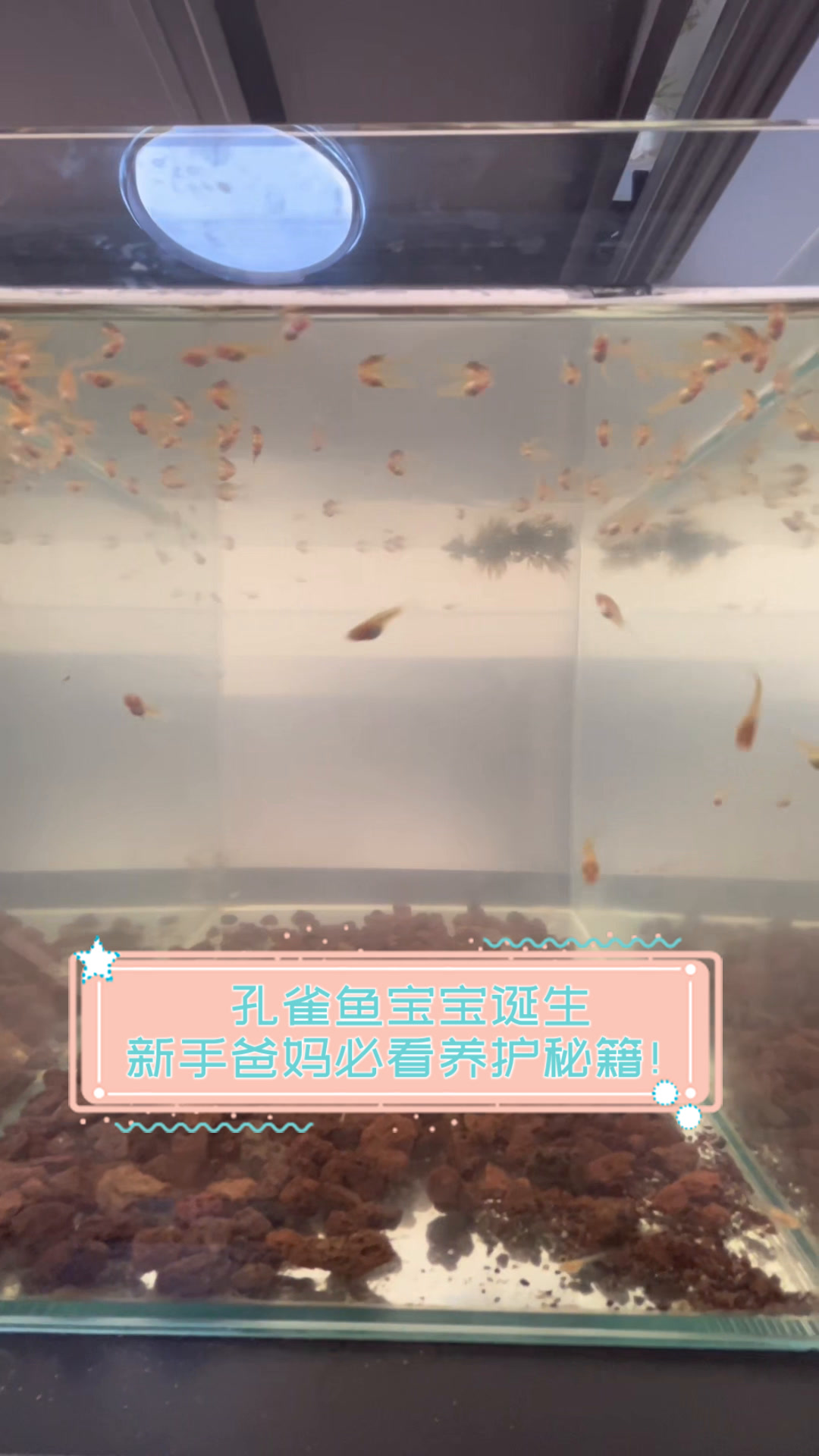 孔雀鱼宝宝诞生,新手爸妈必看养护秘籍!