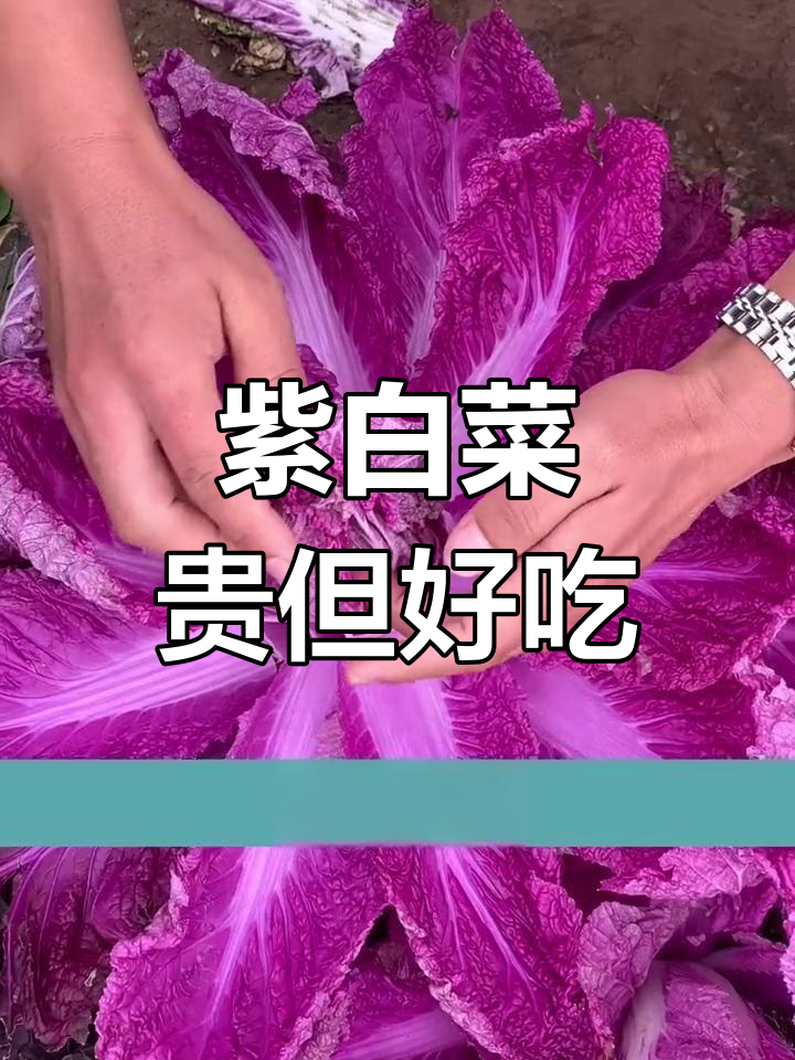 紫白菜:比猪肉还贵的“贵族菜”,口感鲜嫩,营养丰富