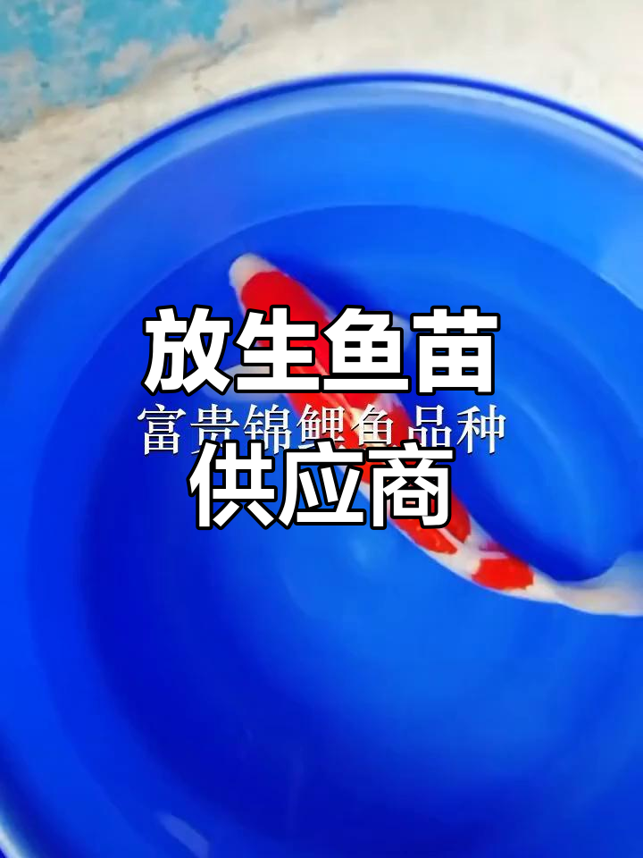 东莞、深圳鱼苗场,供应放生用鱼类