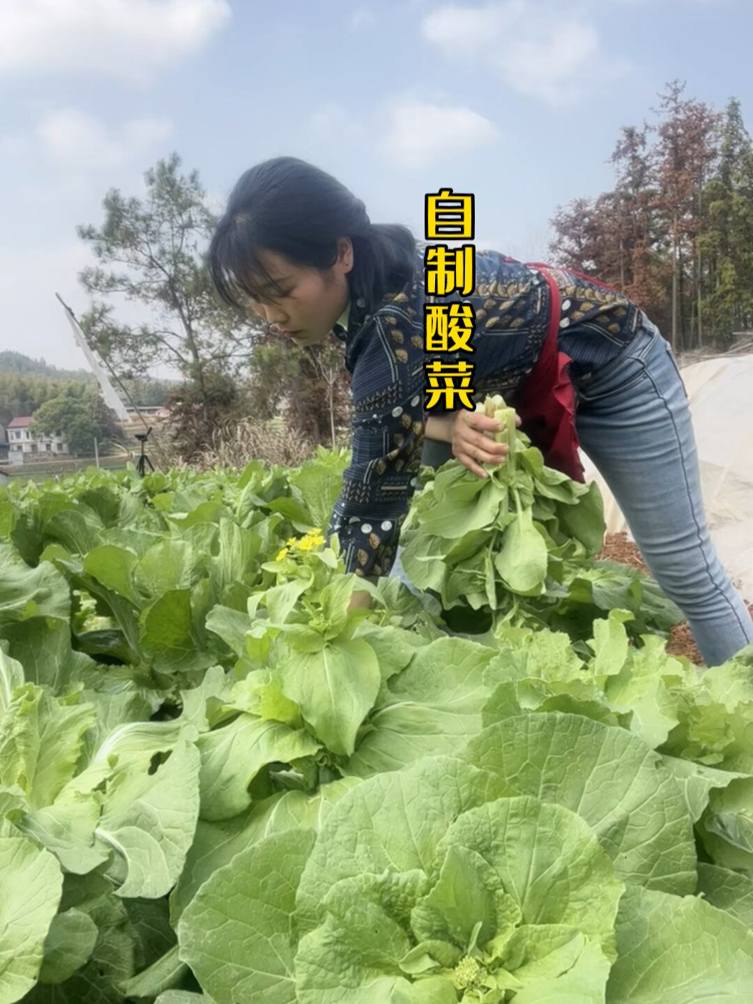 吃不完的白菜苔,把它做成酸菜又香又下饭