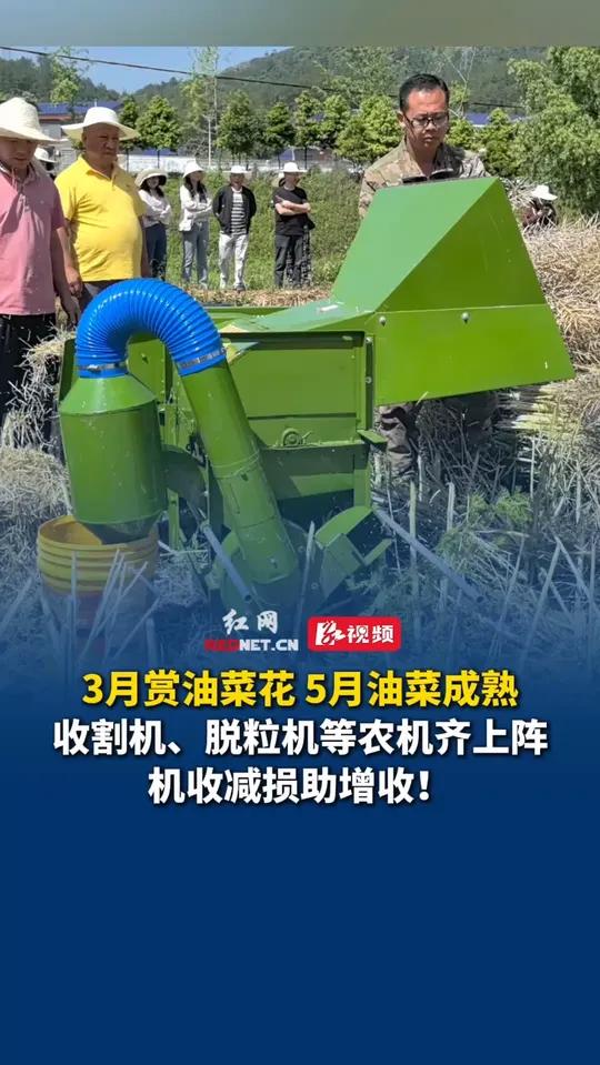 3月赏油菜花,5月油菜成熟,收割机、脱粒机等农机齐上阵,机收减损助增收!
