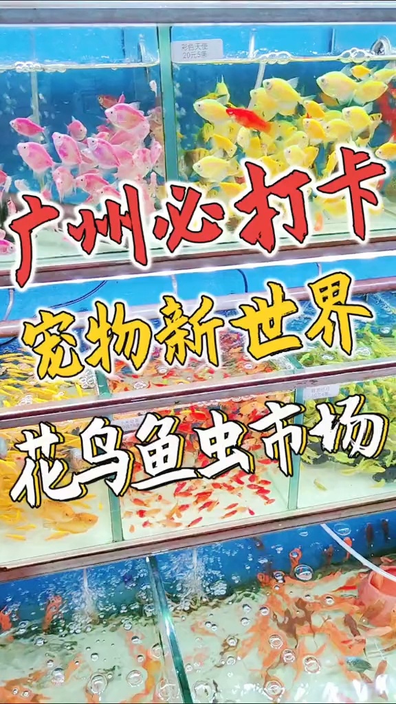 广州最大的花鸟鱼虫市场值得你体验一次