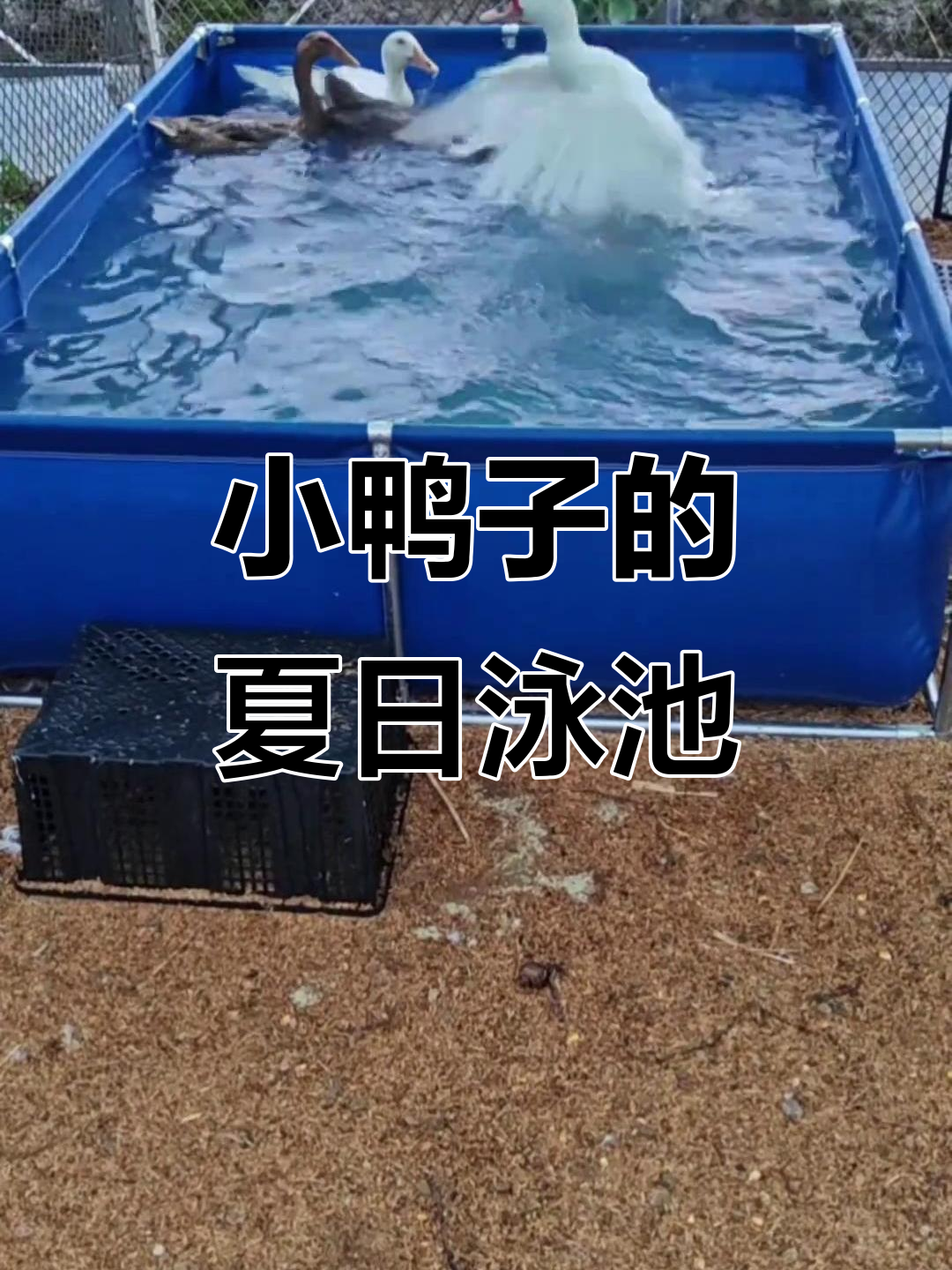 炎热夏季,给鸭子做个游泳池,享受清凉时光