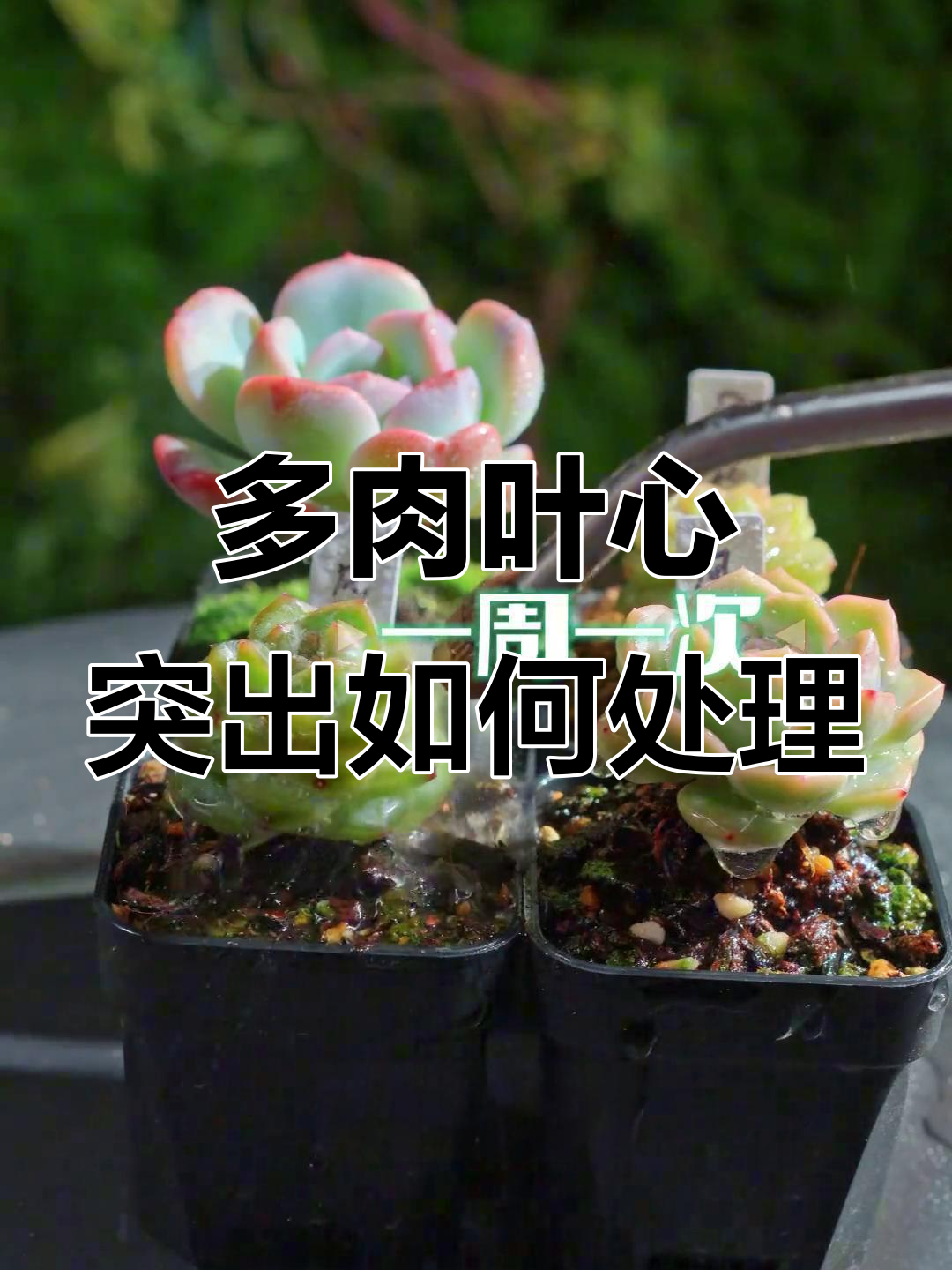 糖心多肉塔了怎么办?轻松度过尴尬期,快速恢复健康生长