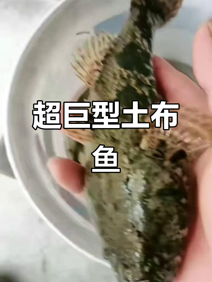 超大土布鱼,竟然这么大!