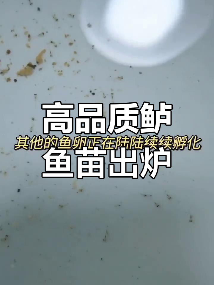 鲈鱼卵孵化全过程揭秘