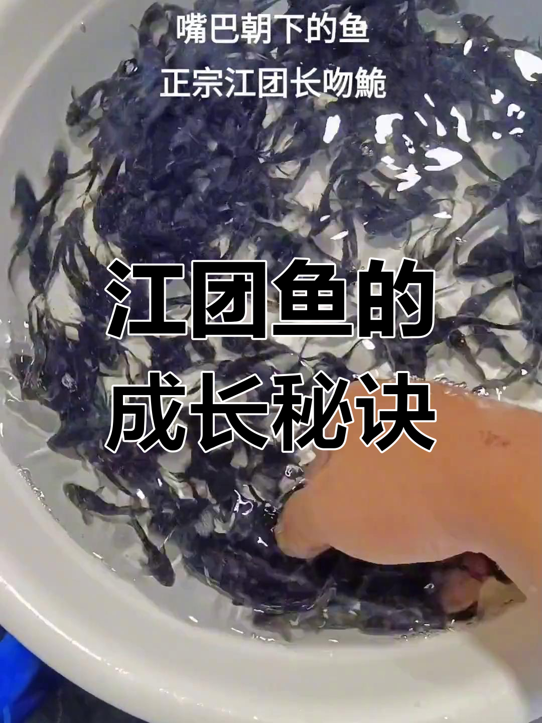 江团鱼食性广泛,饲料与昆虫皆可,一年长一斤