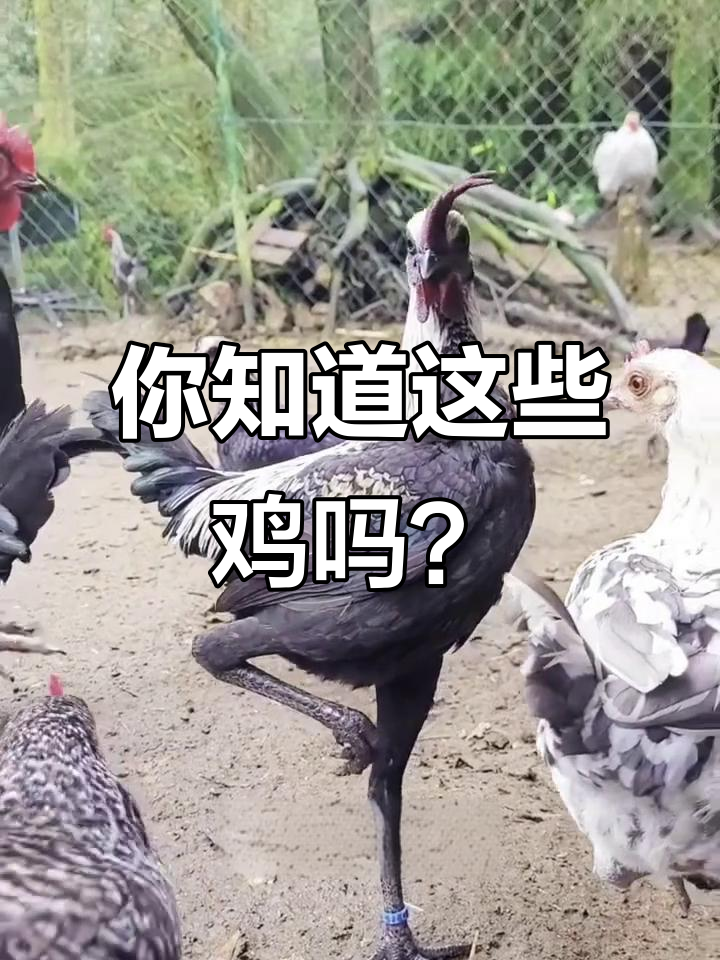 12种不同品种的鸡,价格差异竟然这么大!
