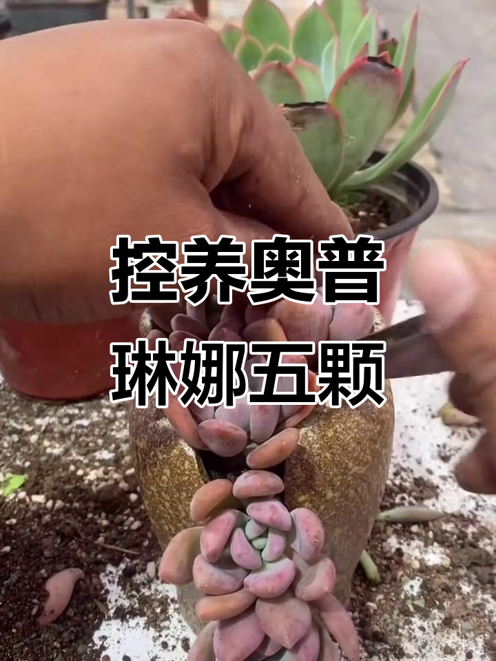 奥普琳娜多肉植物组合,5颗包邮!U型铁丝固定造型更完美