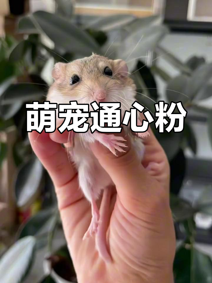 通心粉鼠,萌宠中的性价比之选:好养又实惠!