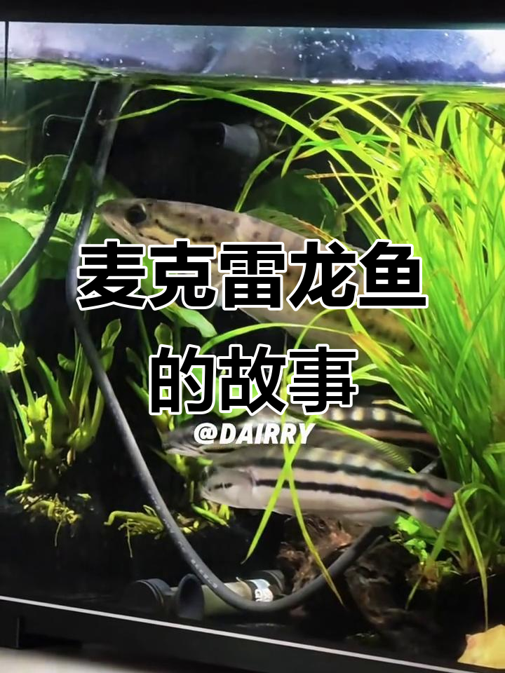 鱼缸日记:麦克雷龙鱼的日常