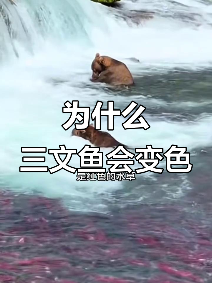 三文鱼回游变红,背后真相竟是这样